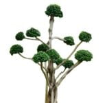 Bonsai Foglie Gialle Come curare bonsai foglie gialle: consigli e rimedi naturali