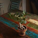 Bonsai Disegni Scopri i migliori disegni di bonsai per l'ispirazione