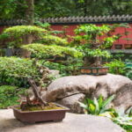 Bonsai Acero Rosso Prezzo Scopri il Bonsai Acero Rosso a un prezzo conveniente per un tocco di colori autunnali nella tua casa