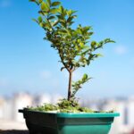 Hotel Bonsai San Teodoro Scopri l'eleganza del nostro Hotel Bonsai a San Teodoro, per una vacanza indimenticabile in Sardegna