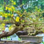 Innaffia regolarmente il bonsai per recuperarlo, seguendo le indicazioni specifiche per il suo tipo