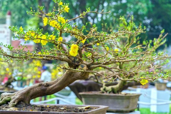 Innaffia regolarmente il bonsai per recuperarlo, seguendo le indicazioni specifiche per il suo tipo
