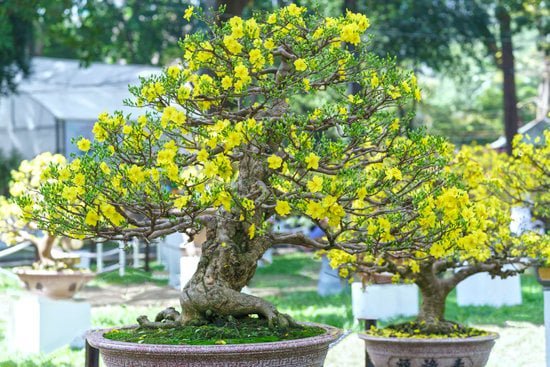 Guida passo passo su come fare il bonsai con il Ficus Ginseng