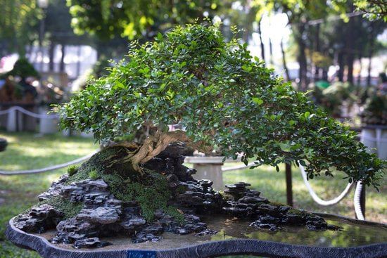 I migliori consigli su come curare bonsai per un giardino rigoglioso e sano