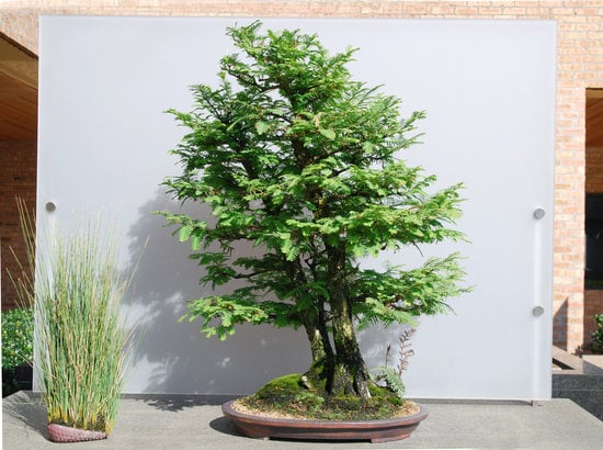 Terriccio Per Bonsai 1 Acquista terriccio per bonsai di alta qualità online