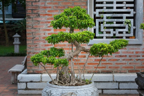 I segreti per innaffiare bonsai: frequenza, quantità e metodo
