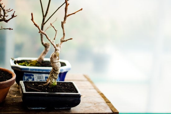 Bonsai Pepe Perde Foglie 1 Come prendersi cura di un bonsai pepe che perde foglie: consigli e soluzioni