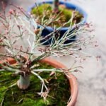 Scopri come seminare la pianta incantatrice carnivora bonsai