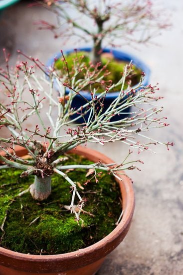 Come Seminare Pianta Incantatrice Carnivore Bonsai 1 Scopri come seminare la pianta incantatrice carnivora bonsai