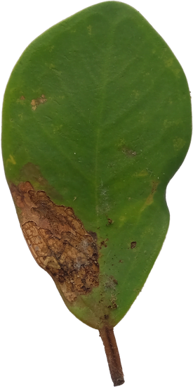 Cosa Significa Regalare Un Bonsai a Un Uomo 1 Cosa significa regalare un bonsai a un uomo: significato e simbolismo del regalo perfetto