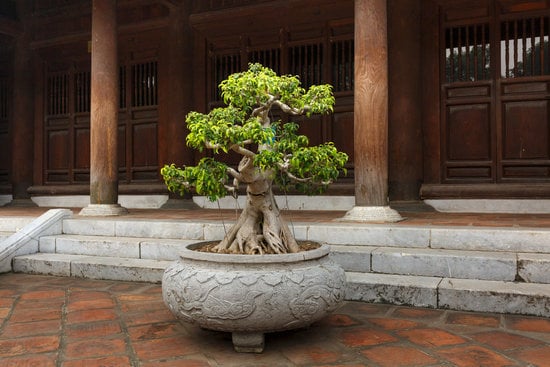 Come Curare I Bonsai 1 Bonsai: come curare i bonsai in modo corretto