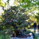 Quando Potare Un Bonsai Di Olmo Scopri quando potare un bonsai di olmo per mantenerne la salute e bellezza
