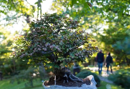 Bonsai Ficus Ginseng Dentro O Fuori 1 Bonsai ficus ginseng: perfetto per decorare sia gli spazi interni che esterni
