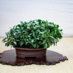 Che Terriccio Usare Per Bonsai - I migliori tipi di terriccio per bonsai: scegli il più adatto alla tua pianta