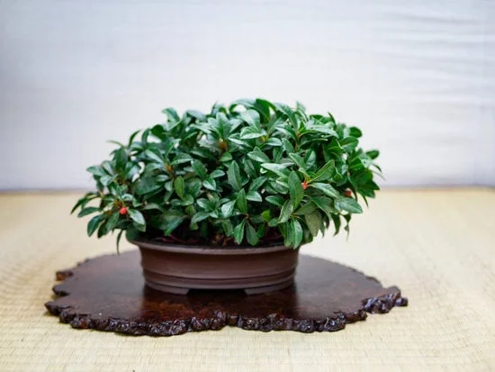 - I migliori tipi di terriccio per bonsai: scegli il più adatto alla tua pianta