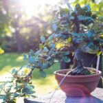 Scopri perché il FICUS GINSENG NON E' UN BONSAI. Tutti i segreti svelati in un'unica guida completa