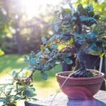 Scopri perché il FICUS GINSENG NON E' UN BONSAI. Tutti i segreti svelati in un'unica guida completa