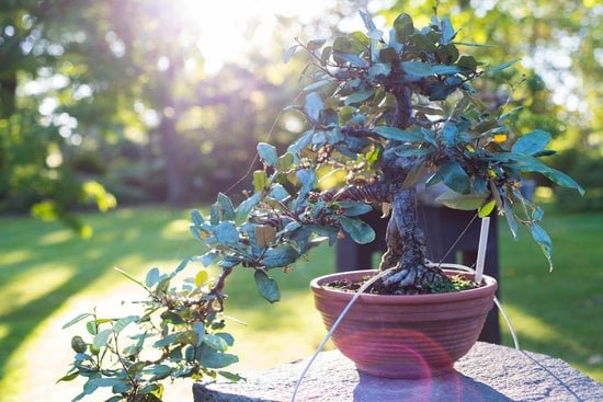 Scopri perché il FICUS GINSENG NON E' UN BONSAI. Tutti i segreti svelati in un'unica guida completa
