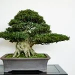 Quando Piantare I Semi Di Mirtillo Bonsai Scopri quando piantare i semi di mirtillo bonsai per un'ottima crescita e fruttificazione