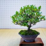 Quando Potare Un Bonsai Di Ginepro Scopri quando potare un bonsai di ginepro: segui il calendario lunare per migliori risultati