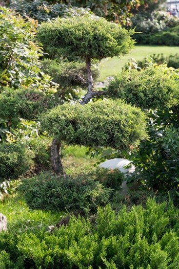 Acero Rosso Bonsai 1 ACERO ROSSO BONSAI: la bellezza in miniatura dei colori autunnali