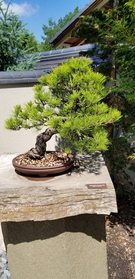 Come capire se il mio bonsai è morto: segnali da cercare