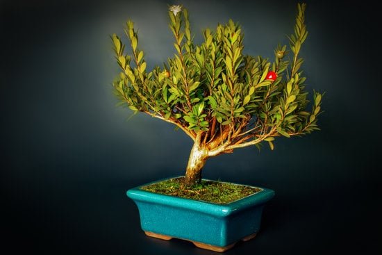 MAIALINI BONSAI: Coltivare maialini in miniatura per un giardino incantevole