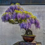 Dove Si Possono Postare I Propri Bonsai Scopri dove esporre i tuoi bonsai per massimizzare la loro bellezza.