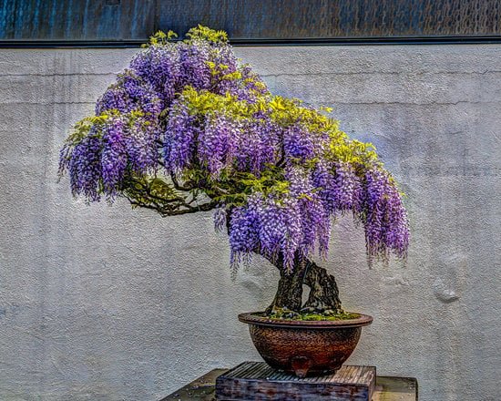 Dove Si Possono Postare I Propri Bonsai 1 Scopri dove esporre i tuoi bonsai per massimizzare la loro bellezza.
