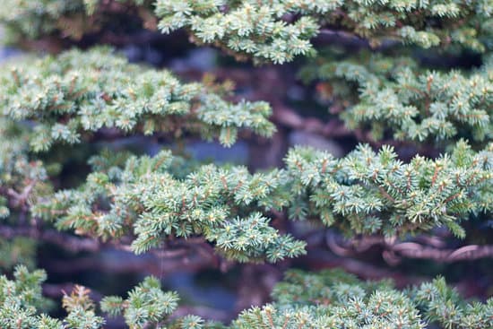 Acquista vasi bonsai cinesi autentici per esaltare la bellezza dei tuoi bonsai