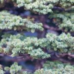 Bonsai Acero Blu Prezzo bonsai acero blu prezzo