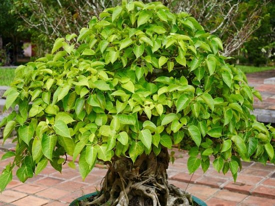 Come Incidere I Bonsai 1 Come incidere i bonsai per favorire la crescita