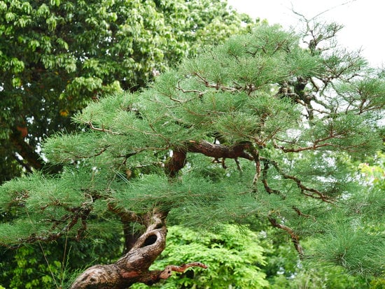 Dove Comprare Vasi Bonsai 1 Scopri dove comprare vasi bonsai di alta qualità online o nei negozi specializzati