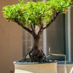 Vivaio Bonsai Roma Scopri il miglior vivaio bonsai a Roma per decorare la tua casa con autentica bellezza giapponese