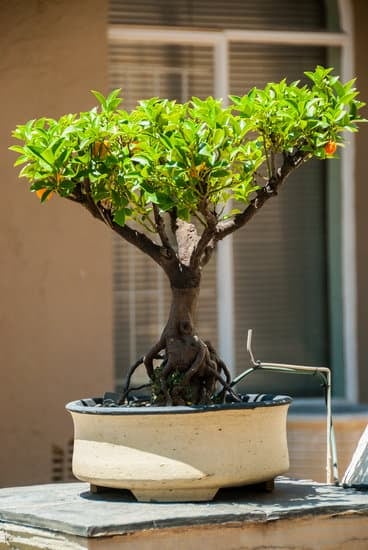 Vivaio Bonsai Roma 1 Scopri il miglior vivaio bonsai a Roma per decorare la tua casa con autentica bellezza giapponese