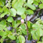 Come Fare Bonsai Acero Guida dettagliata su come fare bonsai acero: passo dopo passo