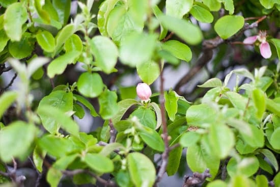 Scopri i segreti della cura bonsai per un giardino rigoglioso e armonioso