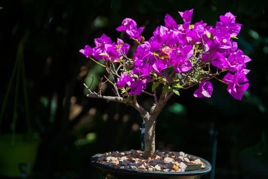 Ulivo Bonsai 1 Coltiva un bellissimo ulivo bonsai per decorare il tuo spazio