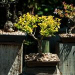 Bonsai Italia Scopri le meraviglie dei bonsai in Italia: guida completa alla coltivazione e cura