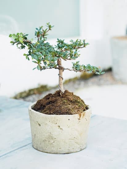 Vasi Bonsai Plastica 1 Vasi bonsai plastica: una scelta resistente e duratura per la coltivazione dei tuoi alberi miniaturizzati