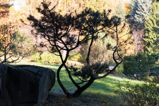 Bonsai Da Interno Facili 1 Presta attenzione alla posizione e all'umidità per i tuoi bonsai da interno facili