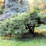 Betulla Bonsai BETULLA BONSAI: Guida alla cura e alla crescita di un albero betulla in miniatura