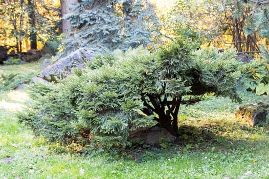 Betulla Bonsai 13 BETULLA BONSAI: Guida alla cura e alla crescita di un albero betulla in miniatura