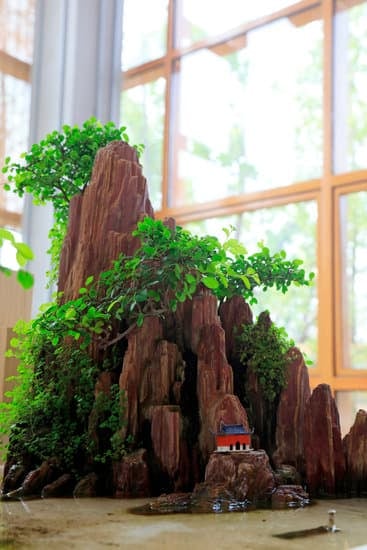 Guida dettagliata su come trapiantare bonsai con successo in pochi passaggi