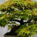 Quante Volte Si Annaffia Il Bonsai Quante volte si annaffia il bonsai: segreti per una cura ottimale