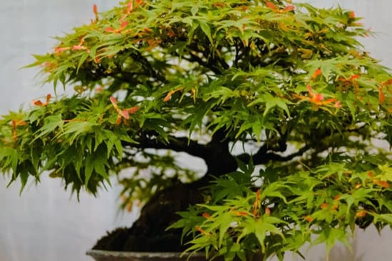Quante Volte Si Annaffia Il Bonsai 1 Quante volte si annaffia il bonsai: segreti per una cura ottimale