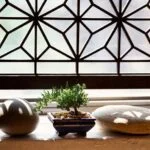 Bonsai ficus: cura le foglie gialle con più luce e meno acqua