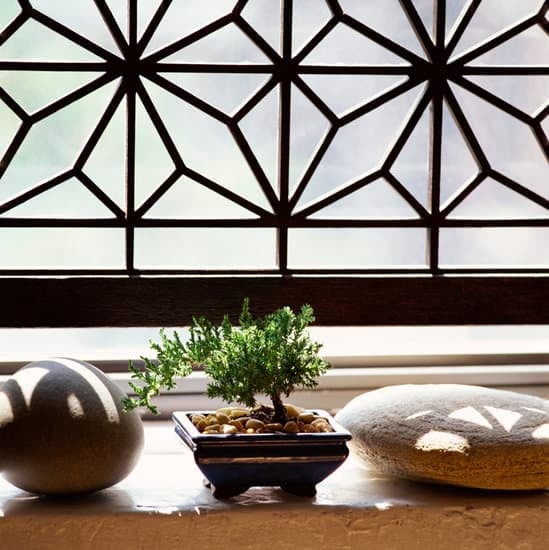 Bonsai Ficus Foglie Gialle 1 Bonsai ficus: cura le foglie gialle con più luce e meno acqua