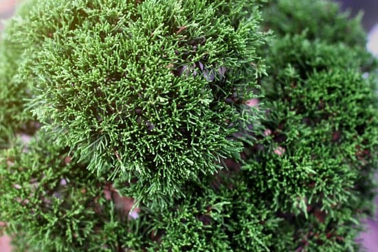 Scopri i segreti della cura del bonsai Carmona: acqua e luce nella giusta misura