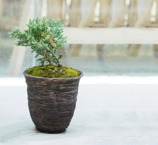 Come Concimare Il Bonsai 1 Scopri come concimare il bonsai per una crescita sana e rigogliosa